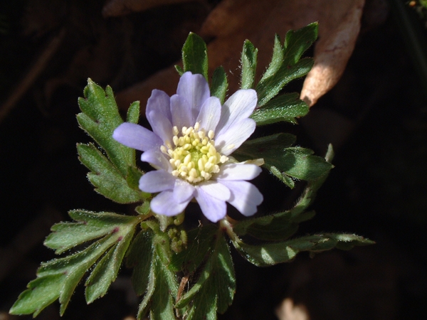 Anemone apennina / Anemone dell''Apennino